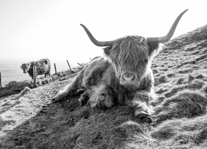 Highland cow lying on grass